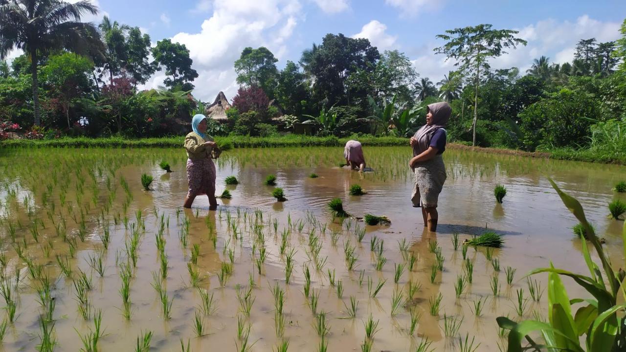Jaya Homestay Tetebatu Kültér fotó