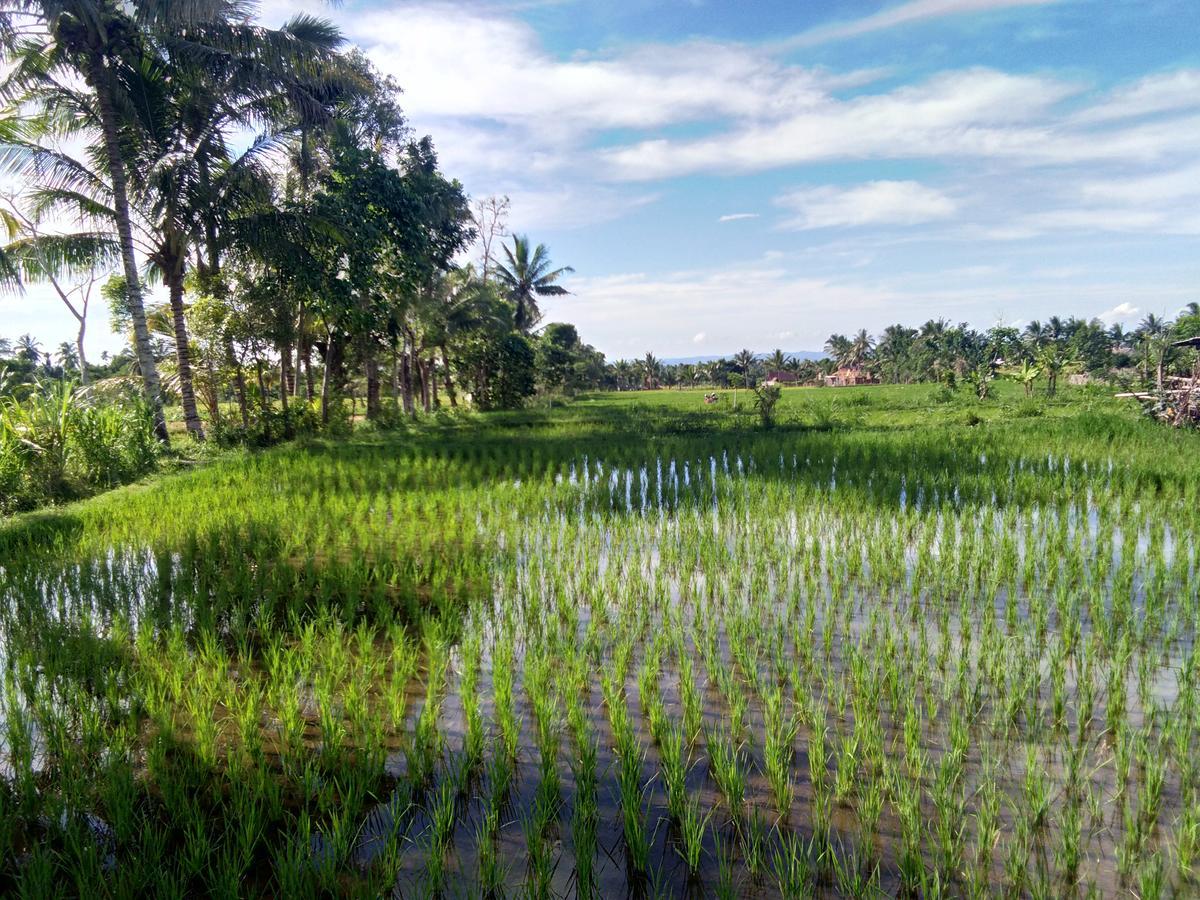 Jaya Homestay Tetebatu Kültér fotó
